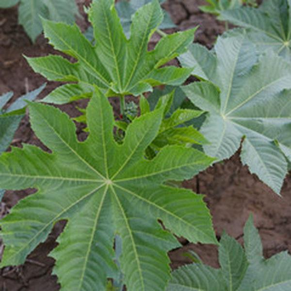 又到鳳仙花開時 Kks資訊網