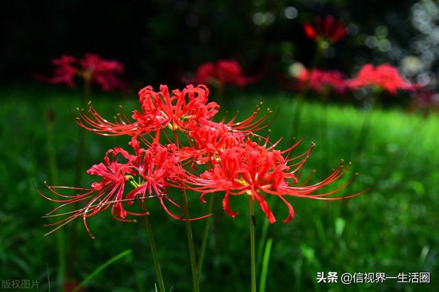 秋天盛开的花有哪些 全网搜