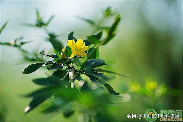 迎春花什么时候开