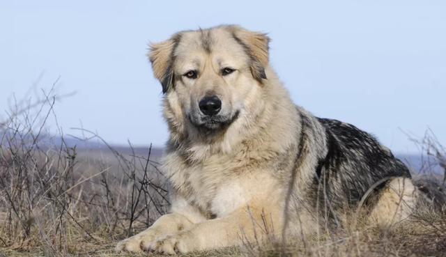 高加索牧羊犬