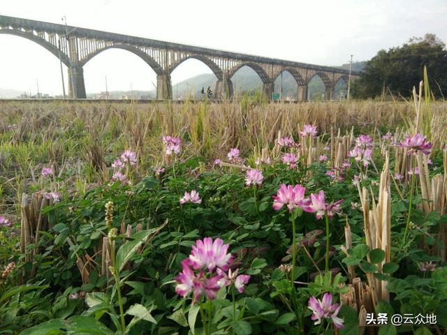 农谚说“花草种三年，瘦田变肥田”，红花草是稻田土壤的当家肥2