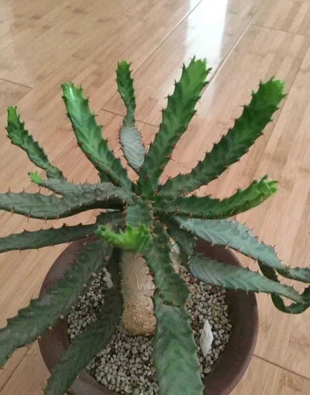 树萝卜 树萝卜（树萝卜下山桩怎么养） 生活