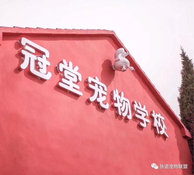 上海宠物美容师培训学校