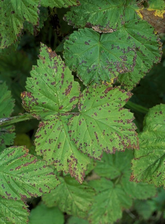 家里的花草爱生虫生病？盘点养花常用药，不再白花钱5