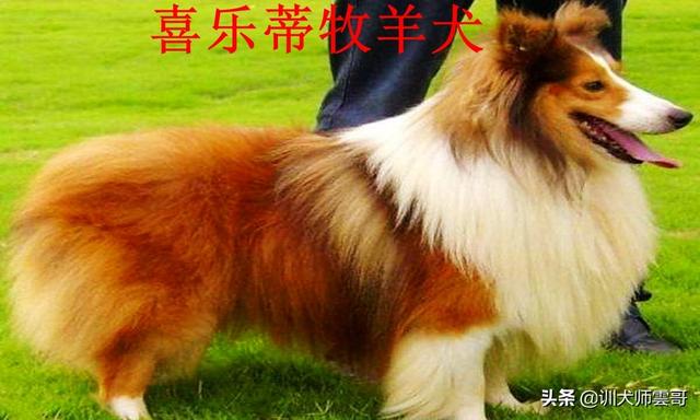 牧羊犬图片