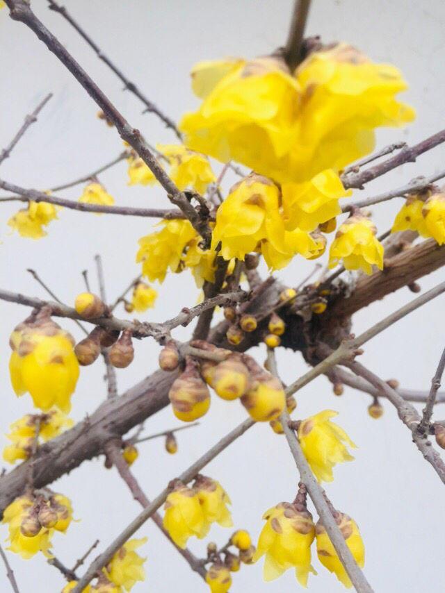 花卉名称