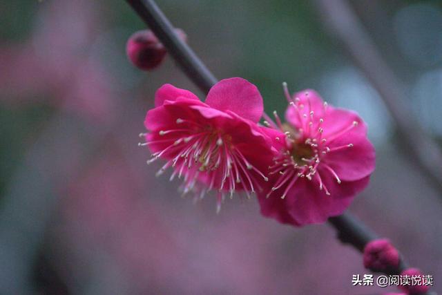 梅花的品质和精神