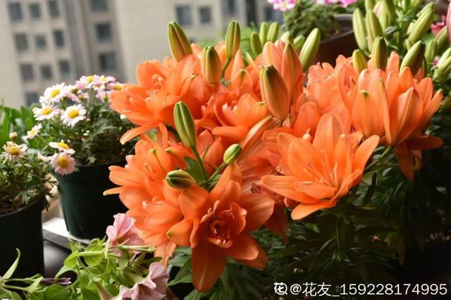 夏天的花 夏天的花（夏天的花卉） 生活