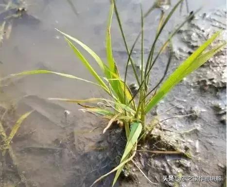 几种水稻田常见农药药害的症状与补救措施6