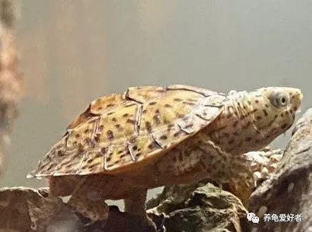 蛋龟