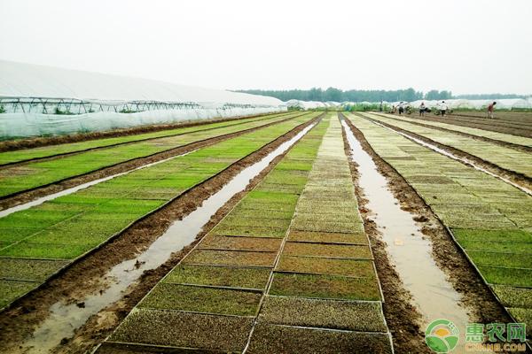 水稻稻瘟病用什么药？水稻稻瘟病防治技术3