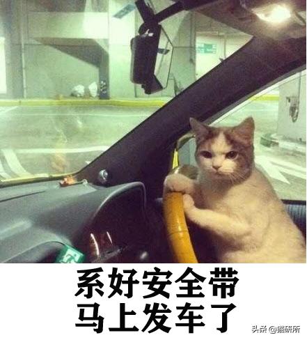 小猫的资料