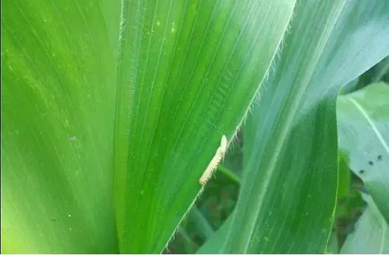 天越旱，虫害越重！玉米粘虫危害和发生原因特征，以及防治方法1