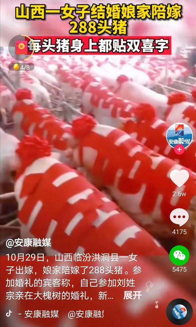 山西女子结婚，娘家陪嫁288头贴大红双喜的猪，此风当贺还是当刹