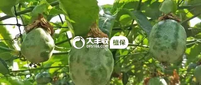 「多图」史上最全百香果病虫害防治方案！全面又明了3