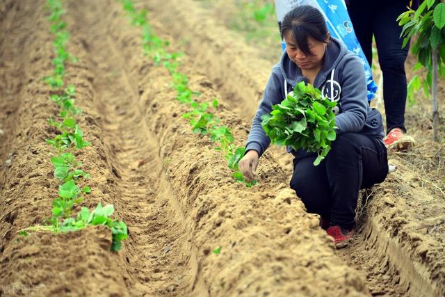 记住这个花生白绢病特效药，苗期前打1遍，防效高达98.7%2