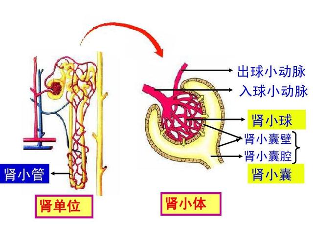 检查肾功能尿蛋白是什么意思