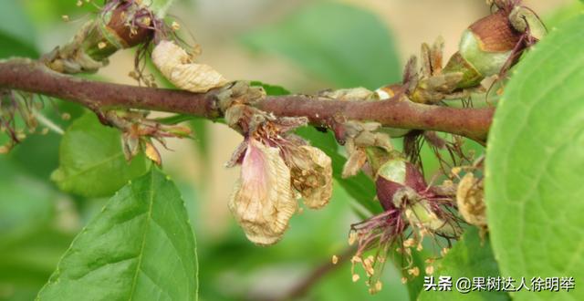 春季天气阴雨多变，桃子刚开始长就出现腐烂落果，什么病，怎么治10