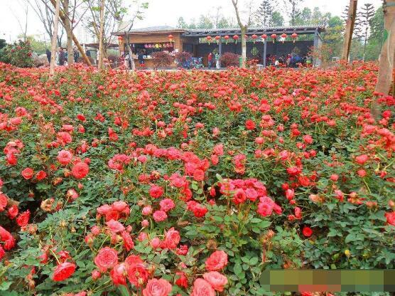蔷薇花什么时候开