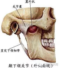 口腔牙齿图片大全图解