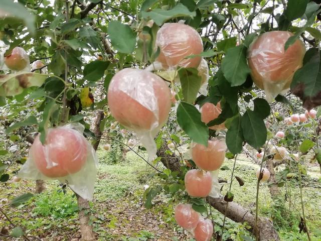 陕西礼泉苹果连年有市无价，果农纷纷挖树2