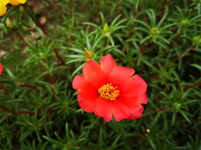 太阳花代表什么象征意义（太阳花的花语是坚韧勇敢）