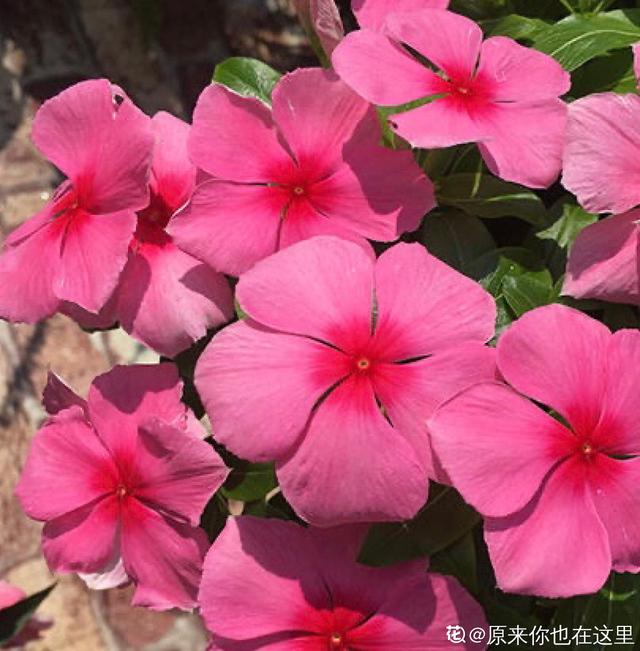 长春市花