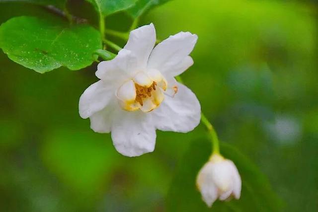 夏蜡梅