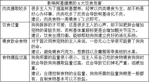 柯基为什么要断尾