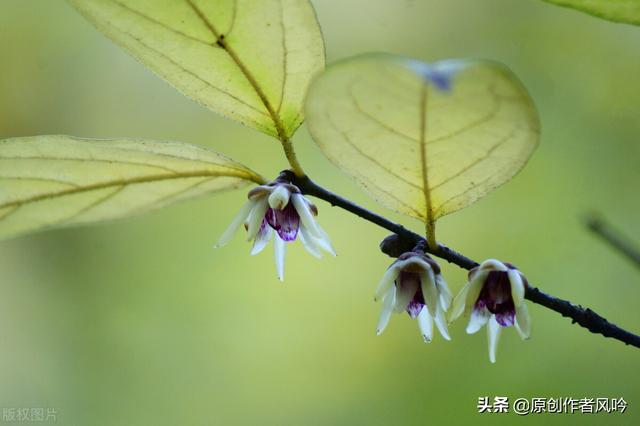 散文：清秋有梦，雨落成诗