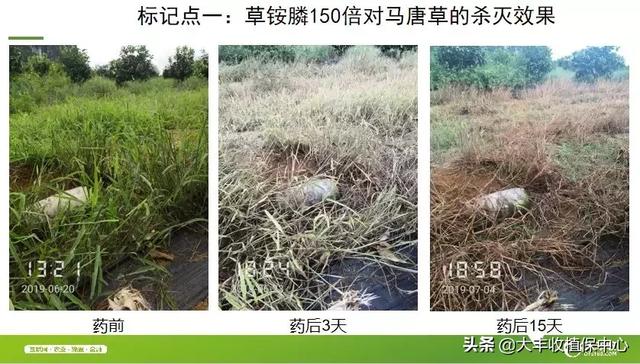 除草剂杀草实测：杂草30分钟枯萎，3天死亡！防效近100%12