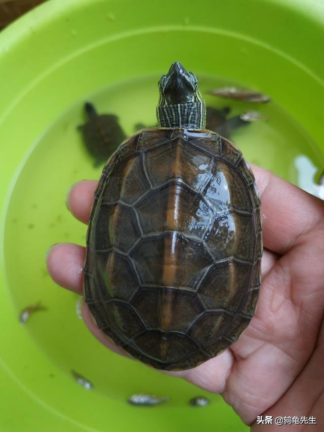 珍珠龟 珍珠龟(珍珠龟好养吗) 创业融资