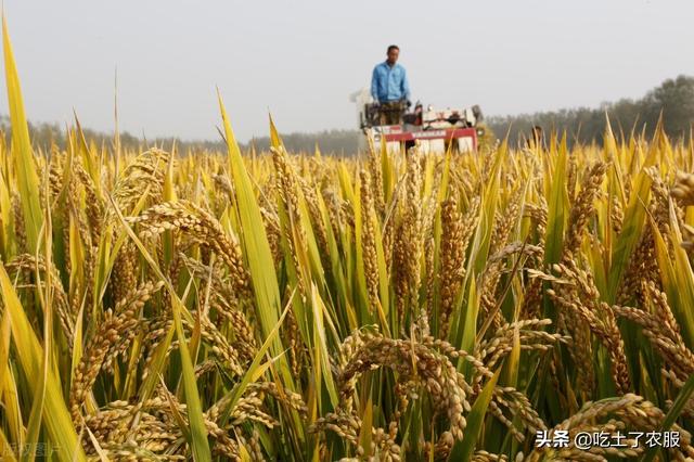 水稻病害有哪些？水稻病虫害防治时间表来了