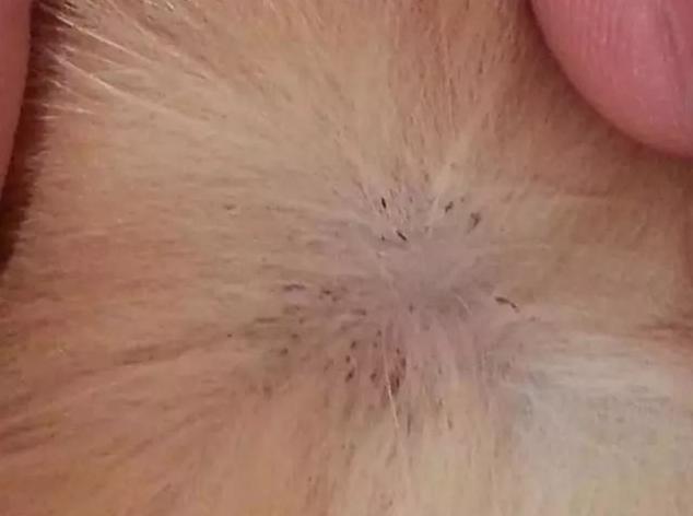 狗狗感染寄生虫的表现有哪些(狗狗长了白色的寄生虫)-艾拉养犬