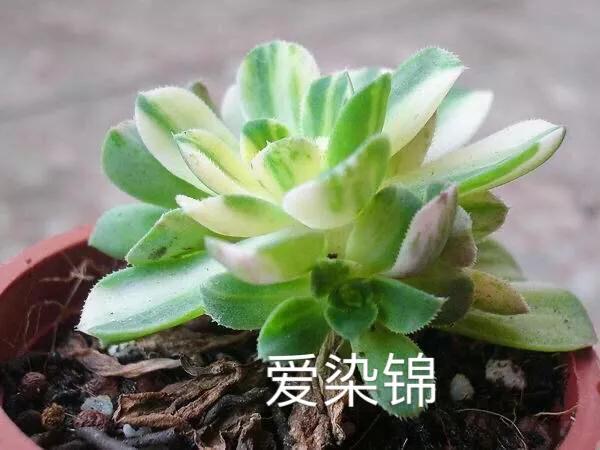 肉肉植物图片 肉肉植物图片（多肉植物图片及简介） 生活