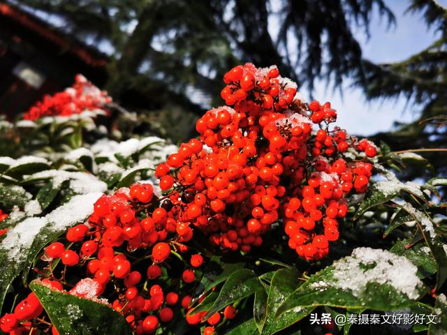 雪中红豆最相思