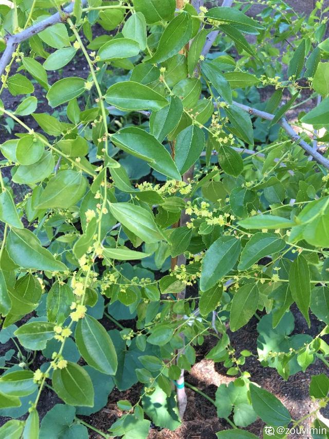 枣树种植 枣树种植（枣树种植技术） 生活