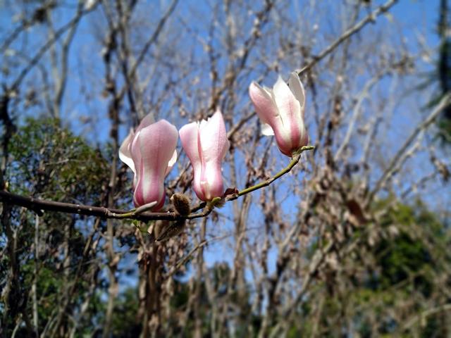 玉兰花 玉兰花（玉兰花园） 生活