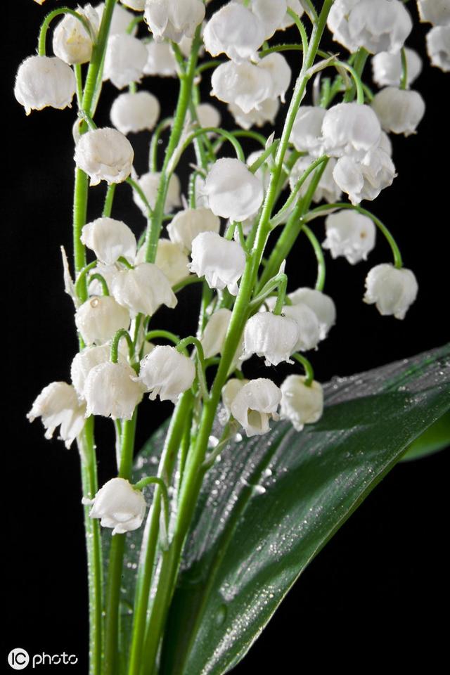 铃兰花语