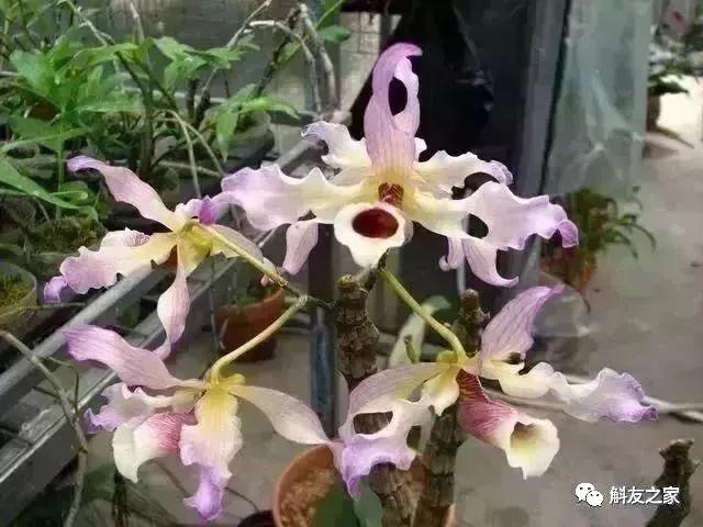 石斛种类 石斛种类（石斛种类有哪些） 生活