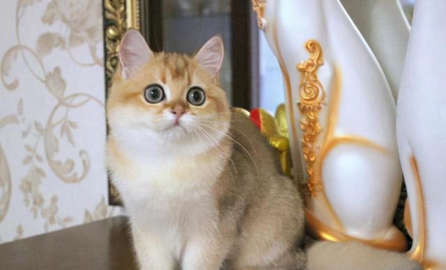 宠物猫咪