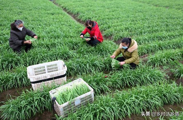 大葱和韭菜干尖黄叶，可别乱施肥、乱打药，对症防治才有效6