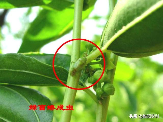 果树上的绿盲蝽用这种新方法防治更轻松，用一次管30天