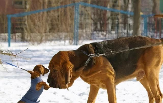 英国猎狐犬