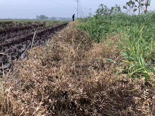 果园除草用什么除草剂？草铵膦效果不错，种植户需注意4点2