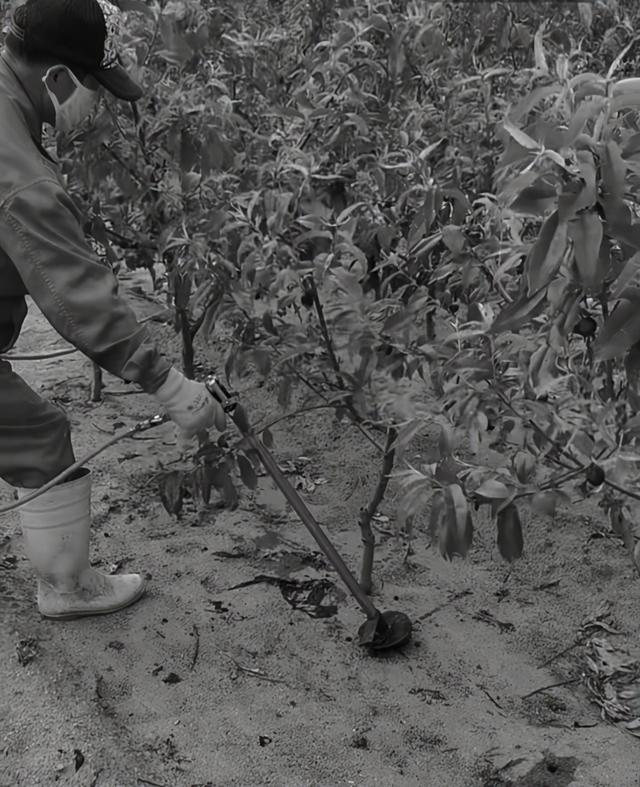 甘肃省桃树节本增效栽培技术8