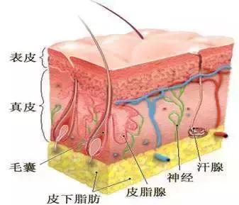 在身体乳里加茶油