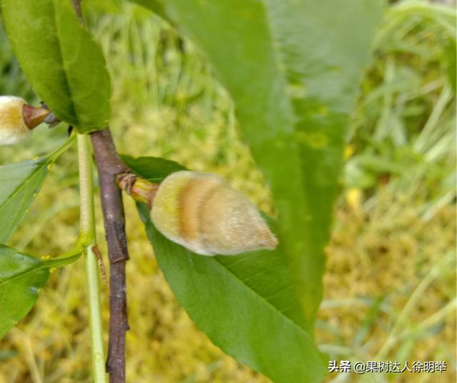 春季天气阴雨多变，桃子刚开始长就出现腐烂落果，什么病，怎么治6