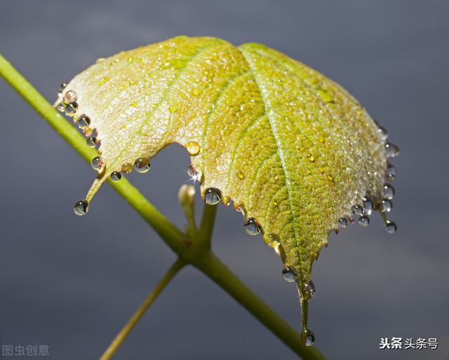 健康小贴士---湿气重