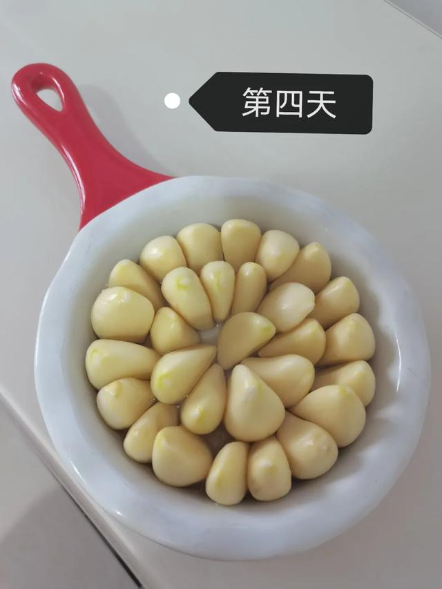 蒜苗的生长过程观察日记